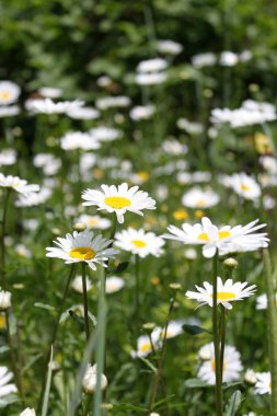 Beyaz çiçekler yeşil papatya çayı