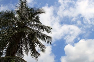 Gökyüzünde Palma gölgesi 