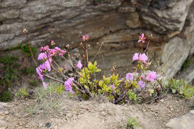 Uçurumun kenarındaki çiçeklik.