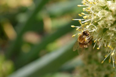 Çiçek yeşili ve bal nektarı toplar.