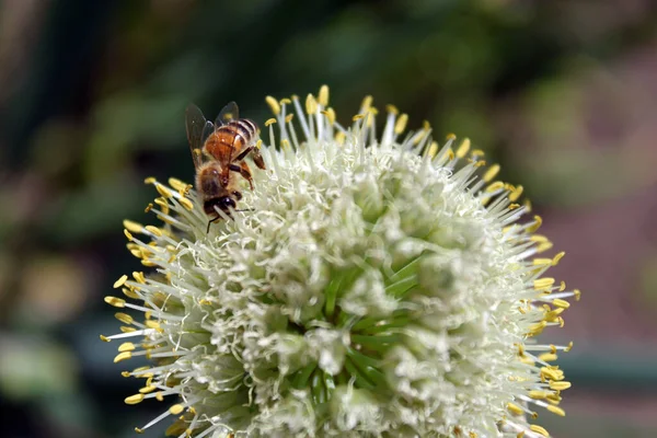 Бджола Збирає Мед Білому Квітковому Тлі — стокове фото