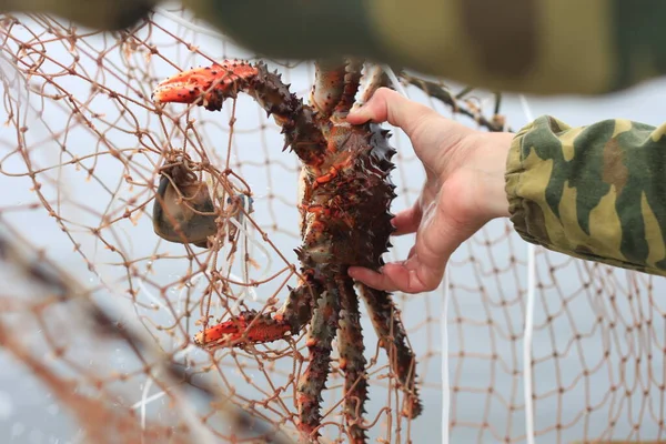 Catching Crab Network Prickly Bait Stock Image
