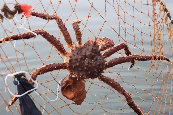 Catching Crab Network Prickly Bait Royalty Free Stock Photos