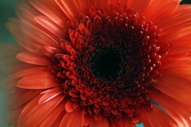 turuncu parlak çiçek gerber arka planı ya da bir kartpostalda