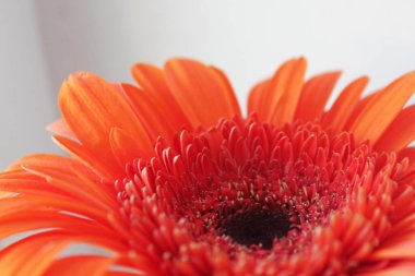 turuncu parlak çiçek gerber arka planı ya da bir kartpostalda