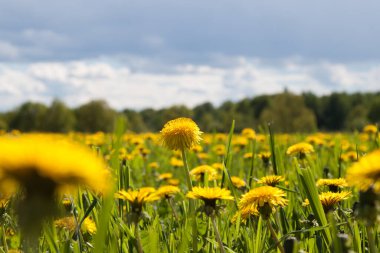 Sarı karahindibalar tarlada Mavi gökyüzü ve huzur