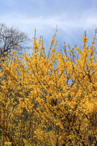 Bellezza Fiori Gialli Luminosi Contro Cielo Blu — Foto Stock