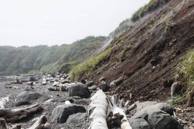Deniz tarafından kıyıya getirilen güzel manzara ağacı. Sis taşları ve dik yamaçları bulur.