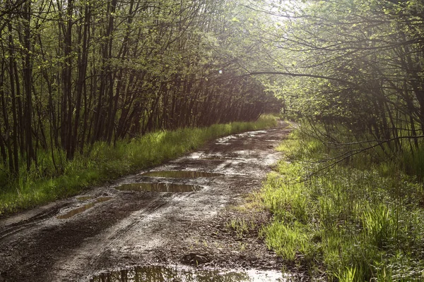 Copaci Verzi Drumuri Sat Vedere Frumoasă Pădure Iarbă Verde Vară — Fotografie, imagine de stoc