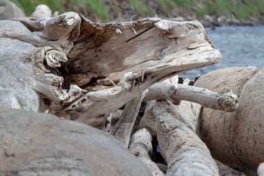 Deniz kıyısında deniz tarafından yıkanan doğal devrilmiş beyaz ağaçlar.
