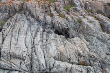 Kayanın içeriği ve homojen zeminine sahip taş dokusu