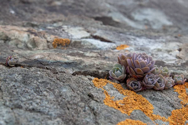 Суворі Рослини Тлі Каменів Природі Макрофотографічна Текстура — стокове фото