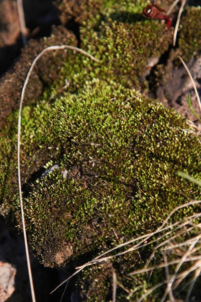 Зелений Натуральний Смарагдовий Зелений Мох Макро Фото — стокове фото
