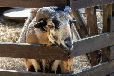 Üzgün koç çitin üzerinden bakıyor.