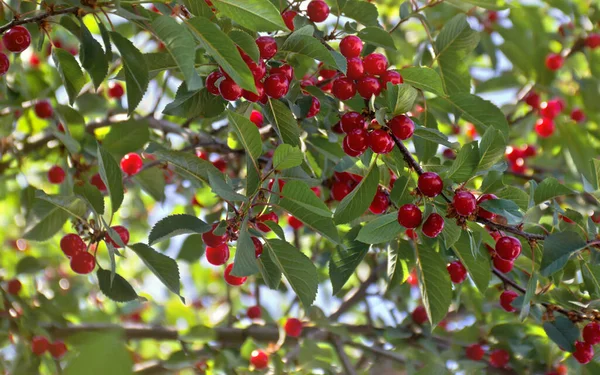 Cerejas Suculentas Vermelhas Galho Jardim Dia Verão — Fotografia de Stock