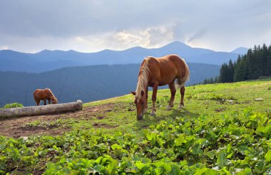 Ukrayna 'nın en yüksek noktalarından biri olan Hoverla ve Petros Dağı' nın arka plandaki bir çayırdaki güzel atlar. Karpat Dağları