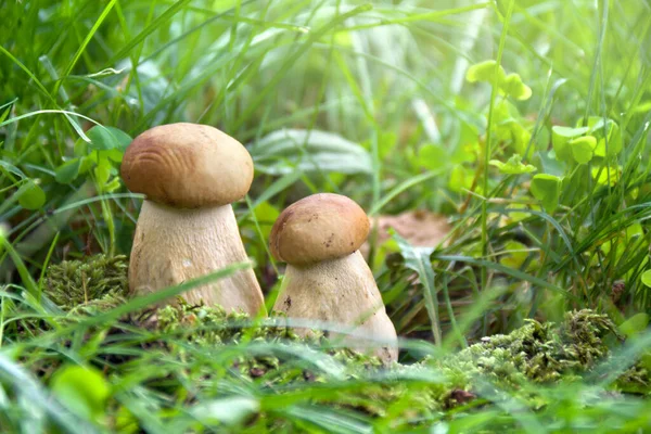 Setas Boletus Edulis Bollo Centavo Cep Porcino Porcini Champiñón Blanco — Foto de Stock