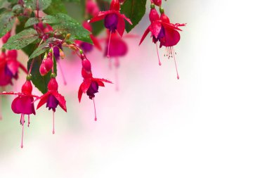 Fuchsia triphylla kırmızı pembe çiçekler. Yaz günü yağmur damlalarıyla dolu. Yazmak için yeri var.