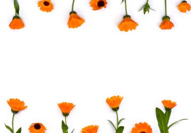Calendula çiçekleri (Calendula officinalis, marigold, ruddles, Bahçe kadife çiçeği) beyaz arka plan üzerinde yazı için alan. Üst manzara, düz yatış. Şifalı bitki.