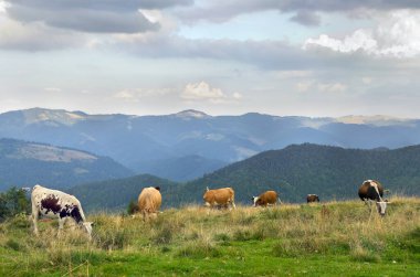 Dağlardaki çayırlarda inekler