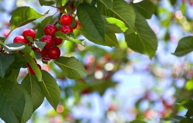 Bahçede bir yaz günü kırmızı, sulu kirazlar.