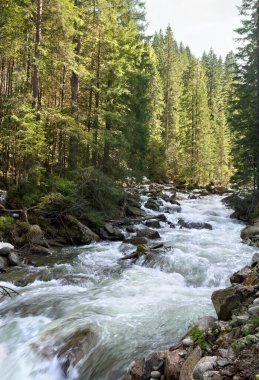 İlkbaharın başlarında ağaçlarda kırmızı sincaplar olan köknar ormanında bir dağ nehri manzarası