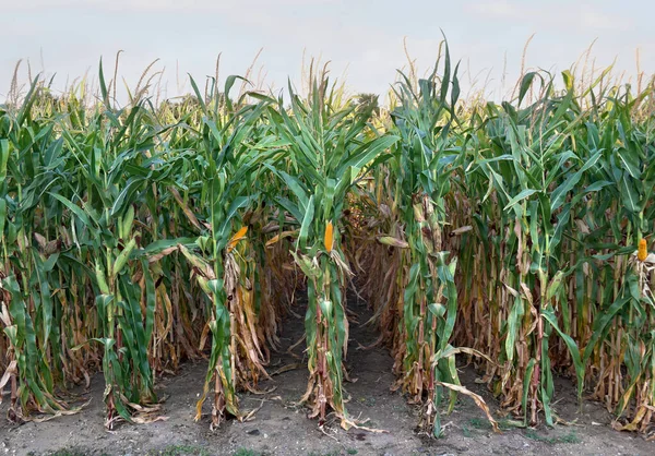 Mogen Majs Majs Ett Majsfält Sommaren — Stockfoto