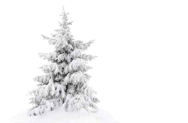 Fir Boom Bedekt Sneeuw Witte Achtergrond Met Ruimte Voor Tekst — Stockfoto