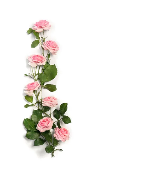 Beyaz Arka Planda Yaprakları Olan Pembe Güller Yazı Için Yer — Stok fotoğraf