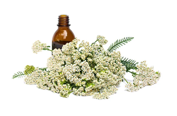 Beyaz arka planda ilaç şişesi bulunan Achillea Millefolium (yarrow) çiçekleri