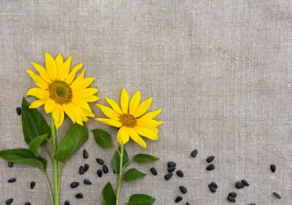 Blumen Und Sonnenblumenkerne Auf Grobem Stoff Hintergrund Mit Platz Für — Stockfoto