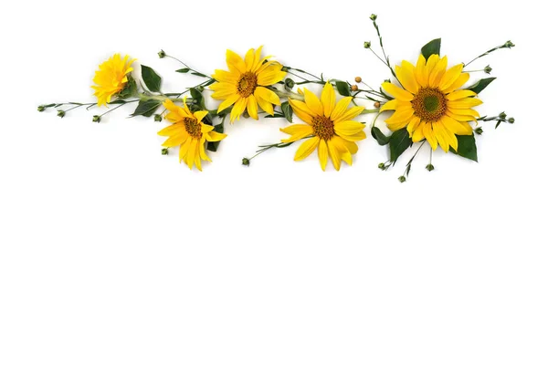 Flowers Sunflowers Capsule Seed Flax Linum Usitatissimum White Background Space — Stock Photo, Image