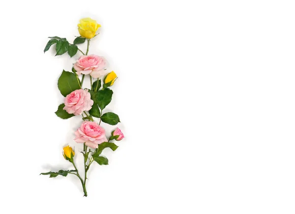 Rosas Rosadas Amarillas Rosa Arbusto Sobre Fondo Blanco Con Espacio —  Fotos de Stock