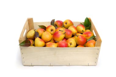 Beyaz arka planda tahta kutuda taze armutlar