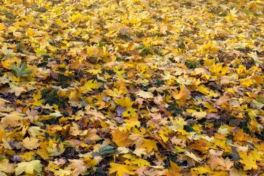 Sonbaharda ormandaki çimlerin üzerinde güzel sarı akçaağaç yaprakları