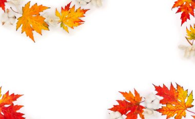 Akçaağaç yaprakları, pamuk çiçekleri, beyaz arkaplanda beyaz orkide ve yazı için boşluk. Üst manzara, düz uzanma