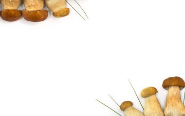 Çiğ taze mantar çerçevesi Boletus edulis (beyaz mantar), beyaz arka planda yeşil çimen ve metin için boşluk. Üst manzara, düz uzanma