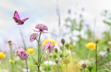 Yaban çiçekleri pembe (Astrantia major, büyük master) çayırda ve yazın yumuşak arka planda kanat çırpan kelebek