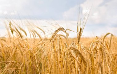 Çavdar Tarlası (Secale tahıl gevreği) arkaplan bulutlu gökyüzünde hasat döneminde.
