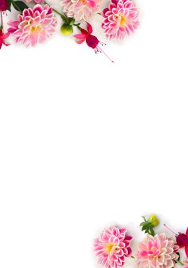 Çiçeklerin çerçevesi pembe yıldız çiçeği ve kırmızı fuşya triphylla beyaz bir zemin üzerinde yazı için boşluk. Üst manzara, düz uzanma.