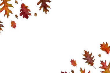 Beyaz zemin üzerinde sonbahar meşe yaprakları ve meşe palamudu çerçevesi ve metin için boşluk. Üst manzara, düz uzanma.
