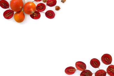 Güzel sonbahar kırmızı yaprakları, balkabakları, beyaz arka planda meşe palamudu ve metin için boşluk. Üst manzara, düz uzanma.