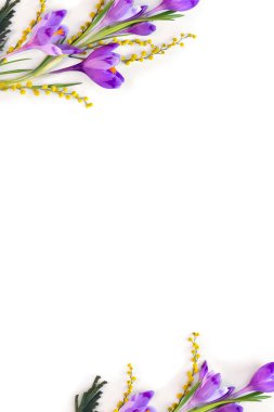 Bahar dekorasyonu. Mor timsah çerçevesi, beyaz arka planda sarı çiçek mimozası ve metin için boşluk. Üst manzara, düz uzanma.