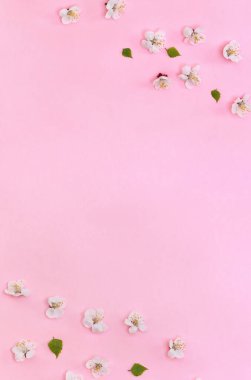 Mercan yaşam kağıdında kayısı ağacı çerçevesi ve yazı için yeri var. Üst manzara, düz uzanma