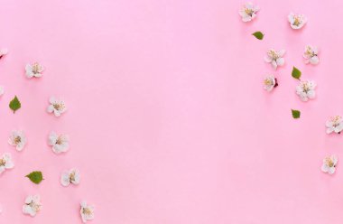 Mercan yaşam kağıdında kayısı ağacı çerçevesi ve yazı için yeri var. Üst manzara, düz uzanma