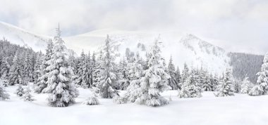 Karda köknar ormanı olan dağların kış manzarası. Karpat Dağları.