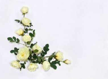 Güzel çiçekler beyaz güller (Burnet çift beyaz, çalılık gül) açık arkaplanda metin için alan. Üst manzara, düz uzanma.