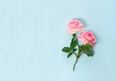 Güzel çiçekler mavi kağıtta pembe güller ve metin için yer var. Üst manzara, düz uzanma