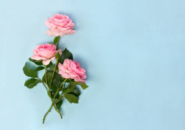 Güzel çiçekler mavi kağıtta pembe güller ve metin için yer var. Üst manzara, düz uzanma