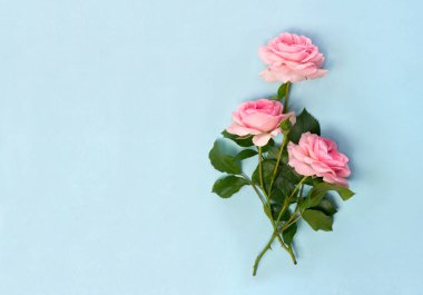 Güzel çiçekler mavi kağıtta pembe güller ve metin için yer var. Üst manzara, düz uzanma